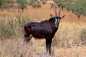 Sable Antelope