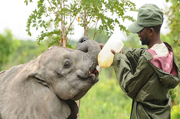 Guided Safari Nyamaneche
